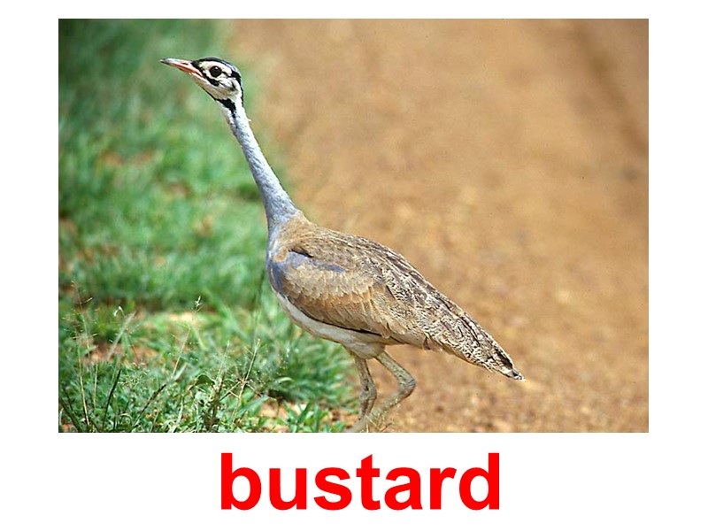 bustard
